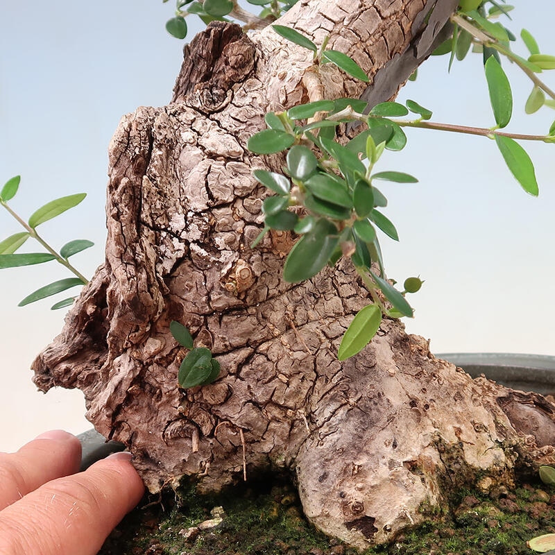 Indoor-Bonsai - Olea europaea sylvestris - Europäisches kleinblättriges Olivenöl