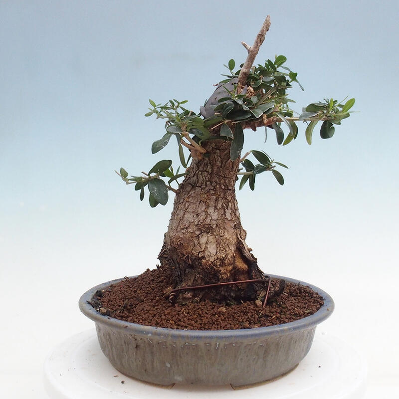 Zimmerbonsai – Olea europaea sylvestris – Kleinblättrige europäische Olive