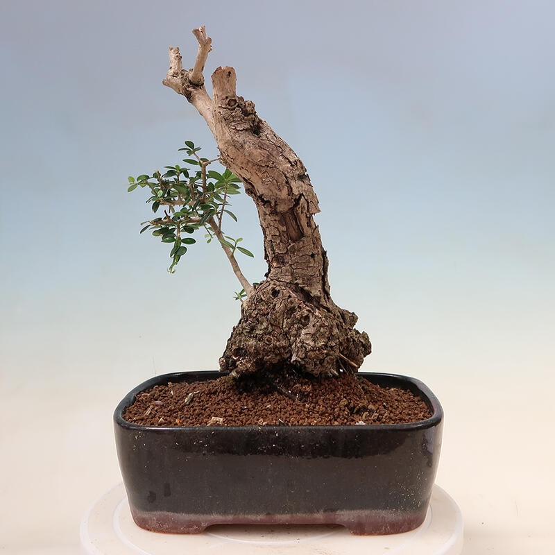 Indoor-Bonsai - Olea europaea sylvestris - Europäisches kleinblättriges Olivenöl