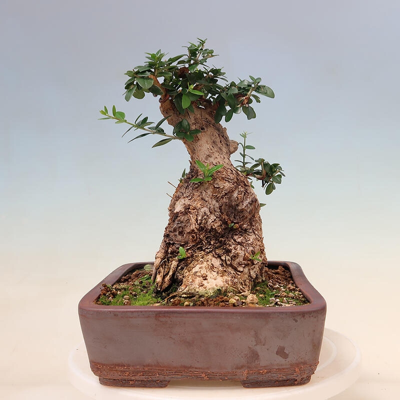 Indoor-Bonsai - Olea europaea sylvestris - Europäisches kleinblättriges Olivenöl