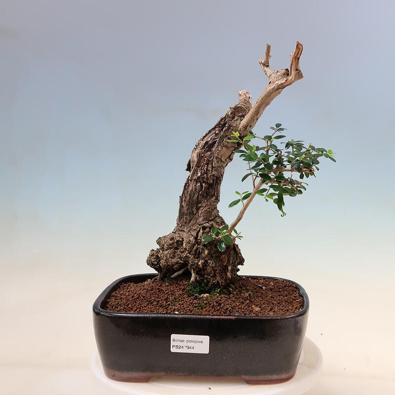 Indoor-Bonsai - Olea europaea sylvestris - Europäisches kleinblättriges Olivenöl