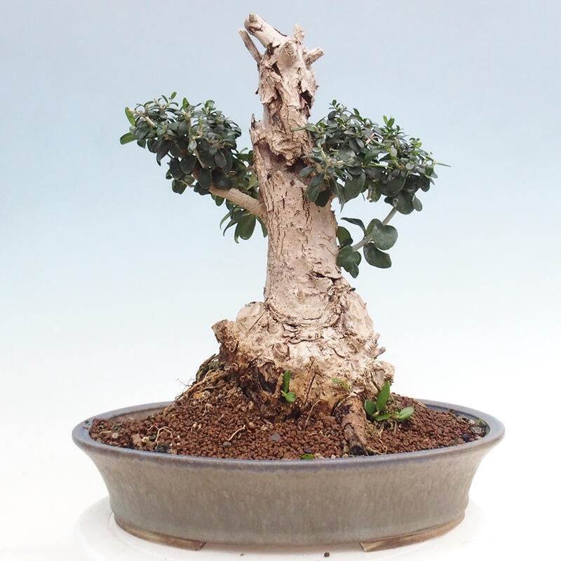 Zimmerbonsai – Olea europaea sylvestris – Kleinblättrige europäische Olive