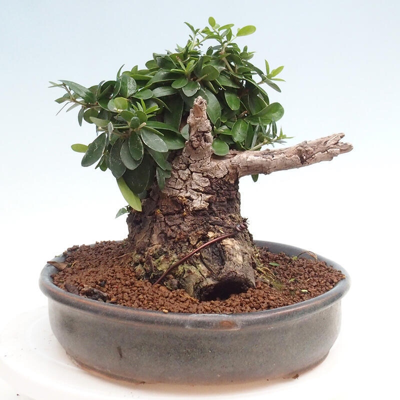 Zimmerbonsai – Olea europaea sylvestris – Kleinblättrige europäische Olive