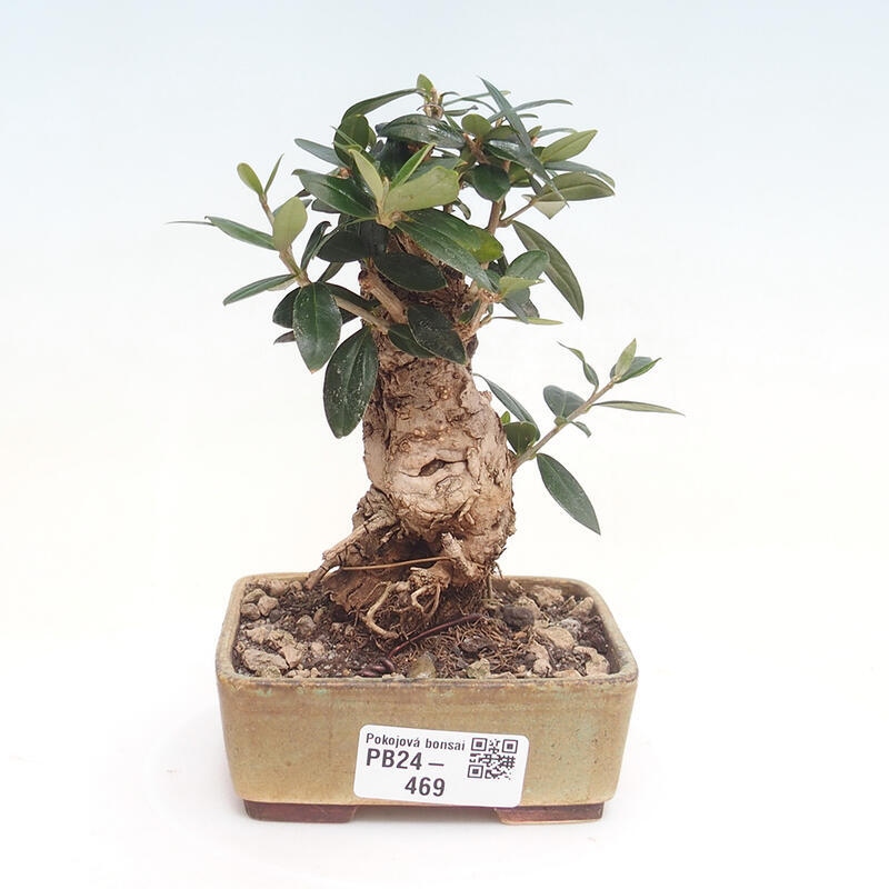 Indoor-Bonsai - Olea europaea sylvestris - Europäisches kleinblättriges Olivenöl