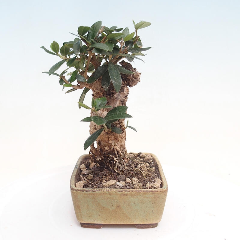 Indoor-Bonsai - Olea europaea sylvestris - Europäisches kleinblättriges Olivenöl