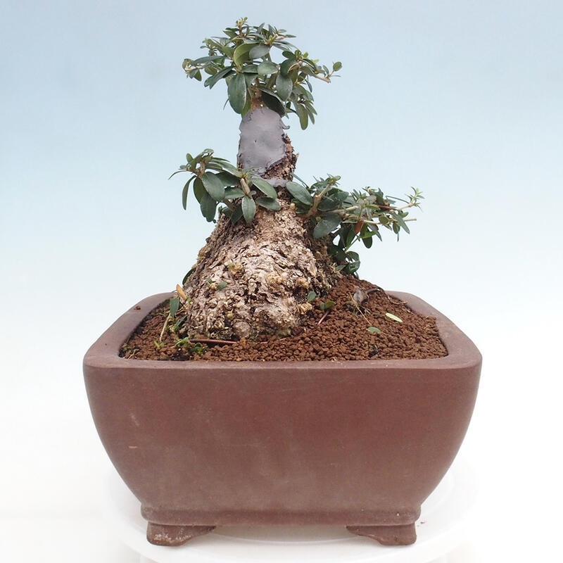 Zimmerbonsai – Olea europaea sylvestris – Kleinblättrige europäische Olive