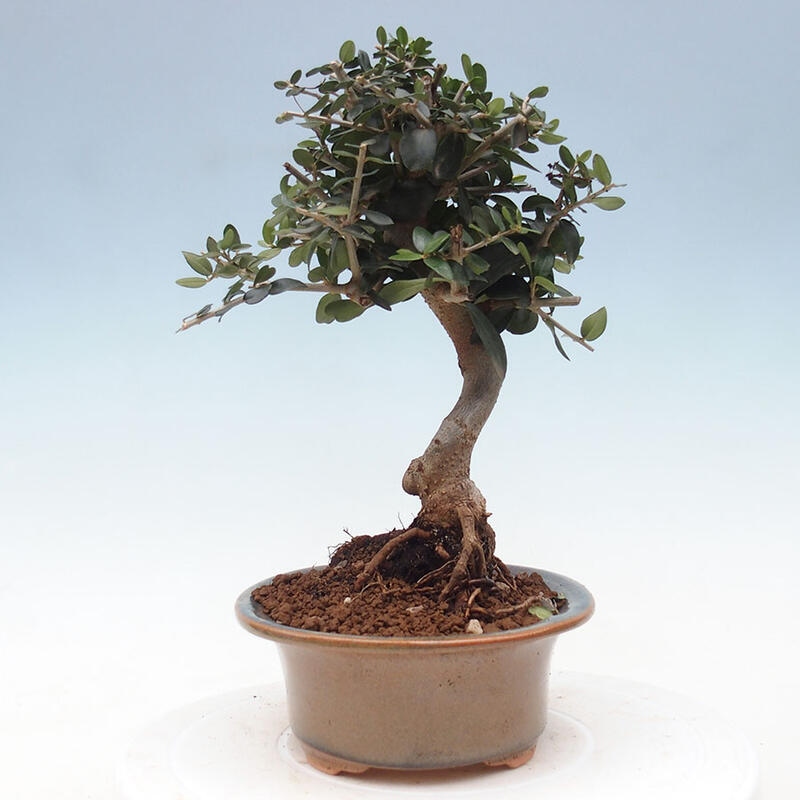 Indoor-Bonsai - Olea europaea sylvestris - Europäisches kleinblättriges Olivenöl