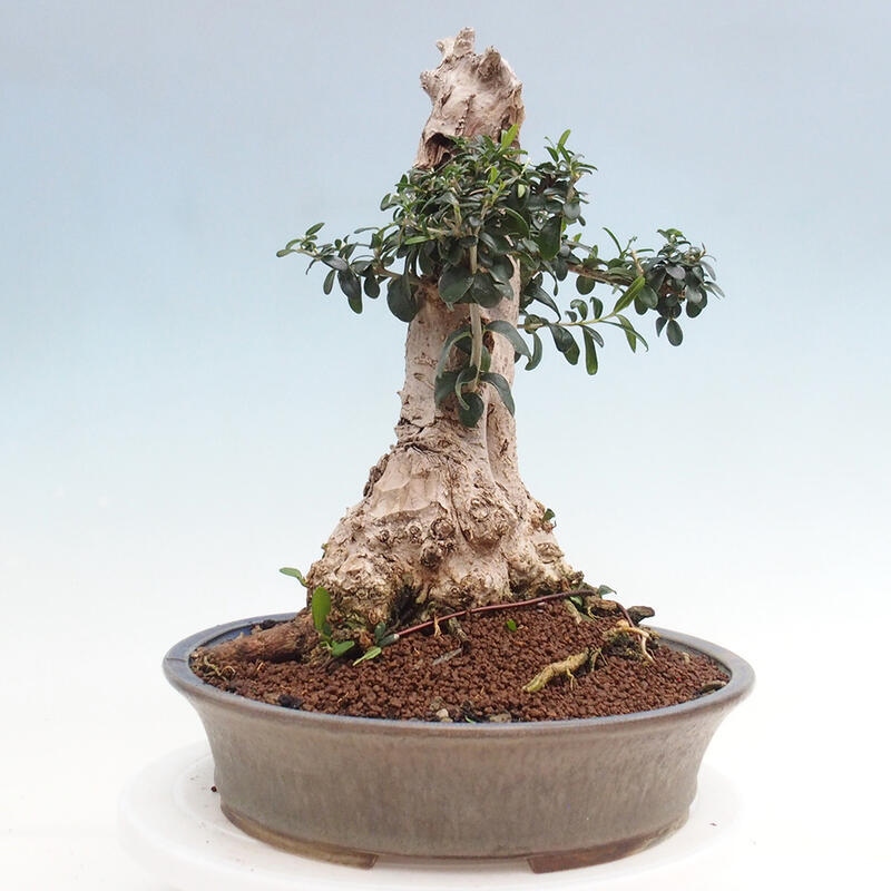 Zimmerbonsai – Olea europaea sylvestris – Kleinblättrige europäische Olive