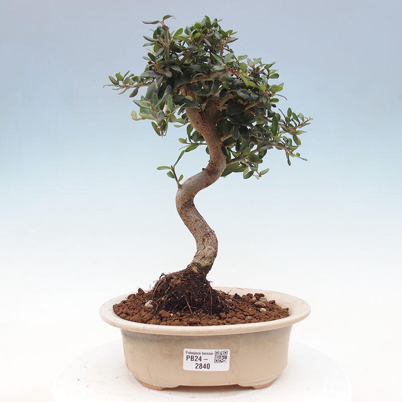 Indoor-Bonsai - Olea europaea sylvestris - Europäisches kleinblättriges Olivenöl