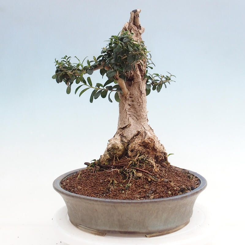 Zimmerbonsai – Olea europaea sylvestris – Kleinblättrige europäische Olive