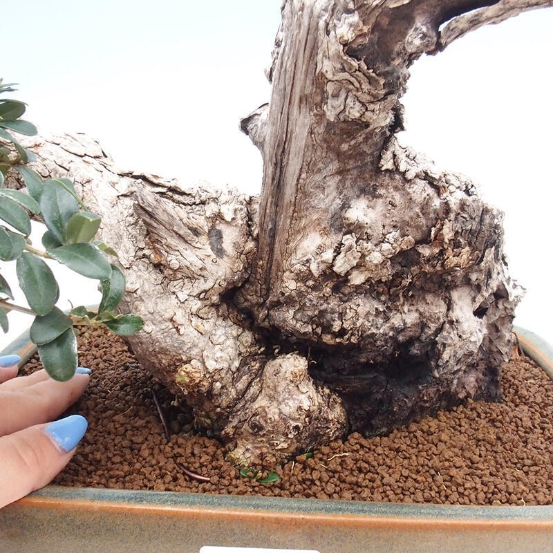 Zimmerbonsai – Olea europaea sylvestris – Kleinblättrige europäische Olive