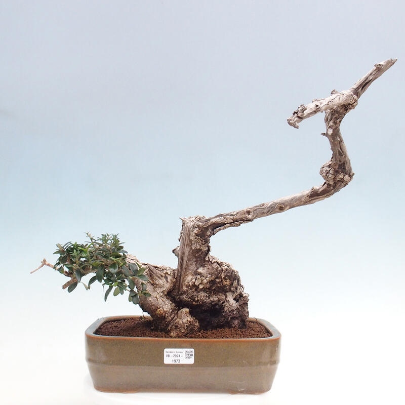 Zimmerbonsai – Olea europaea sylvestris – Kleinblättrige europäische Olive