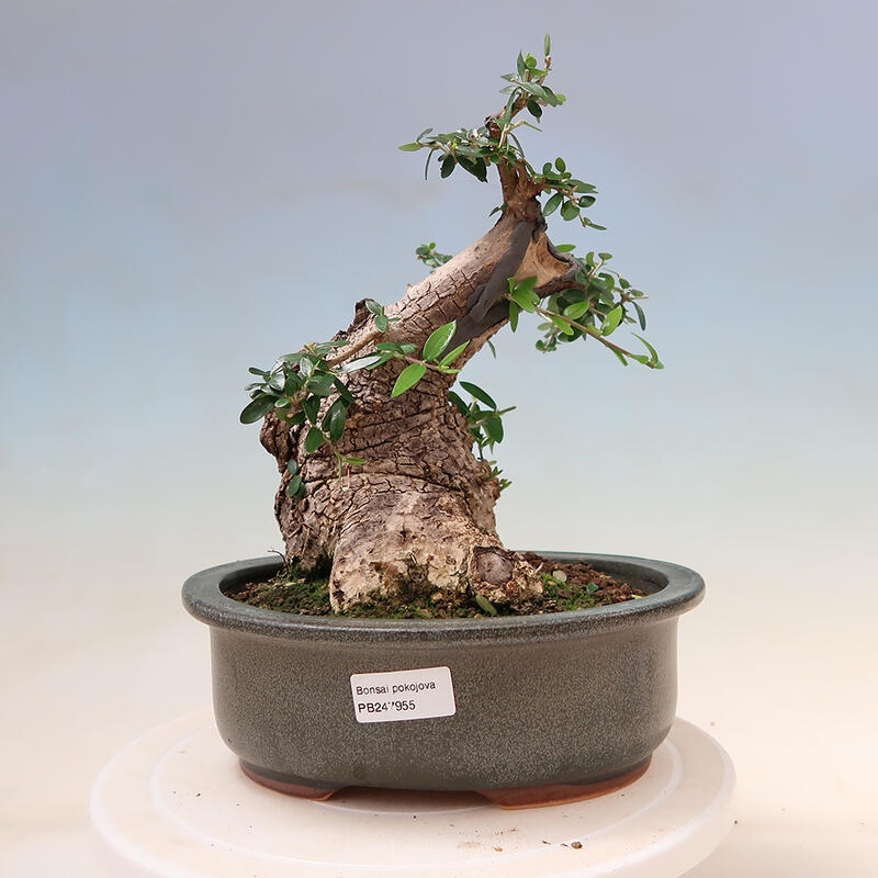 Indoor-Bonsai - Olea europaea sylvestris - Europäisches kleinblättriges Olivenöl