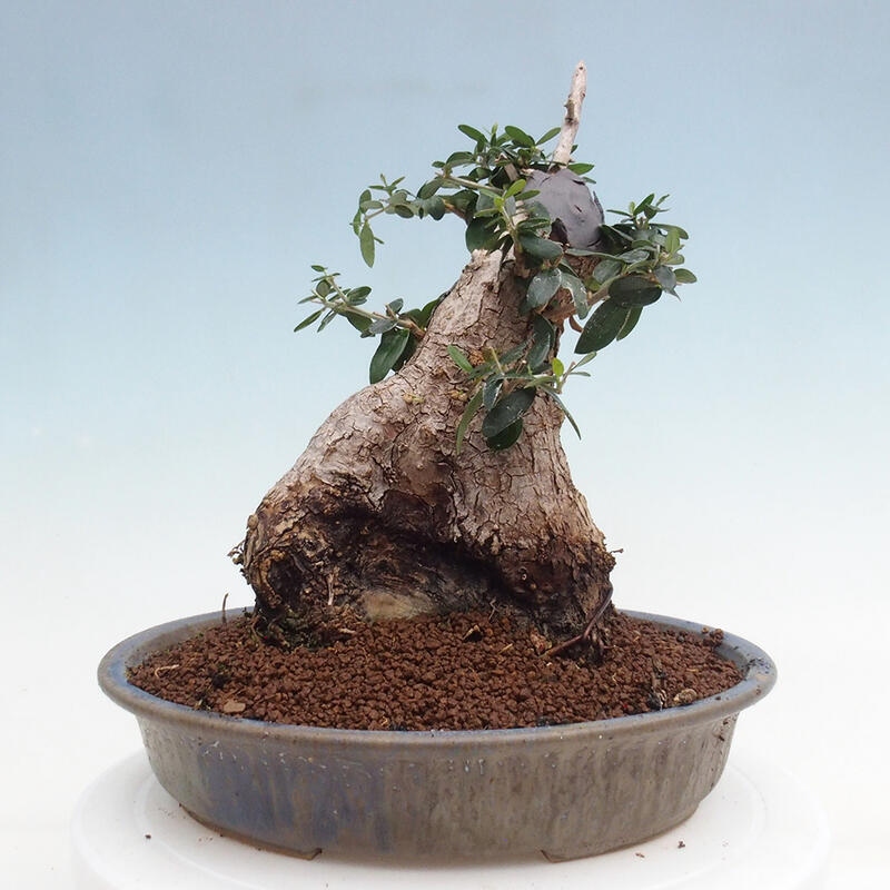 Zimmerbonsai – Olea europaea sylvestris – Kleinblättrige europäische Olive