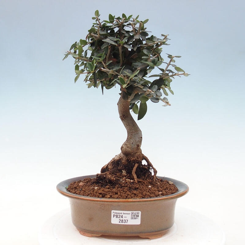 Indoor-Bonsai - Olea europaea sylvestris - Europäisches kleinblättriges Olivenöl