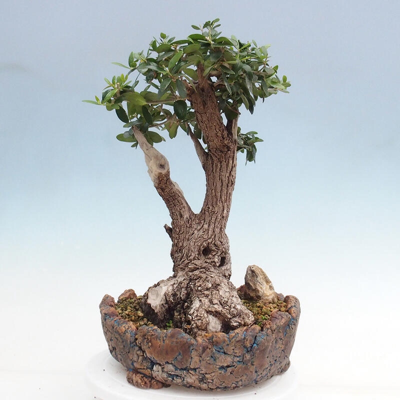 Zimmerbonsai – Olea europaea sylvestris – Kleinblättrige europäische Olive