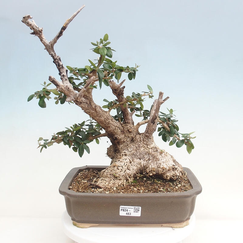 Indoor-Bonsai - Olea europaea sylvestris - Europäisches kleinblättriges Olivenöl