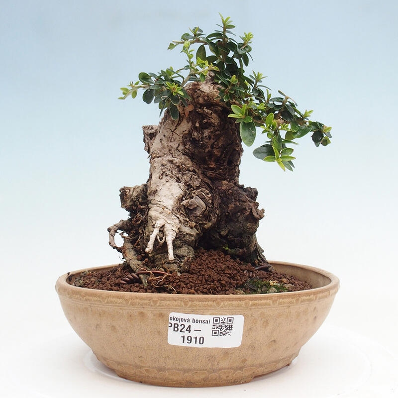 Zimmerbonsai – Olea europaea sylvestris – Kleinblättrige europäische Olive