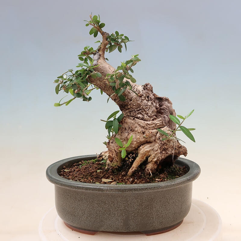 Indoor-Bonsai - Olea europaea sylvestris - Europäisches kleinblättriges Olivenöl