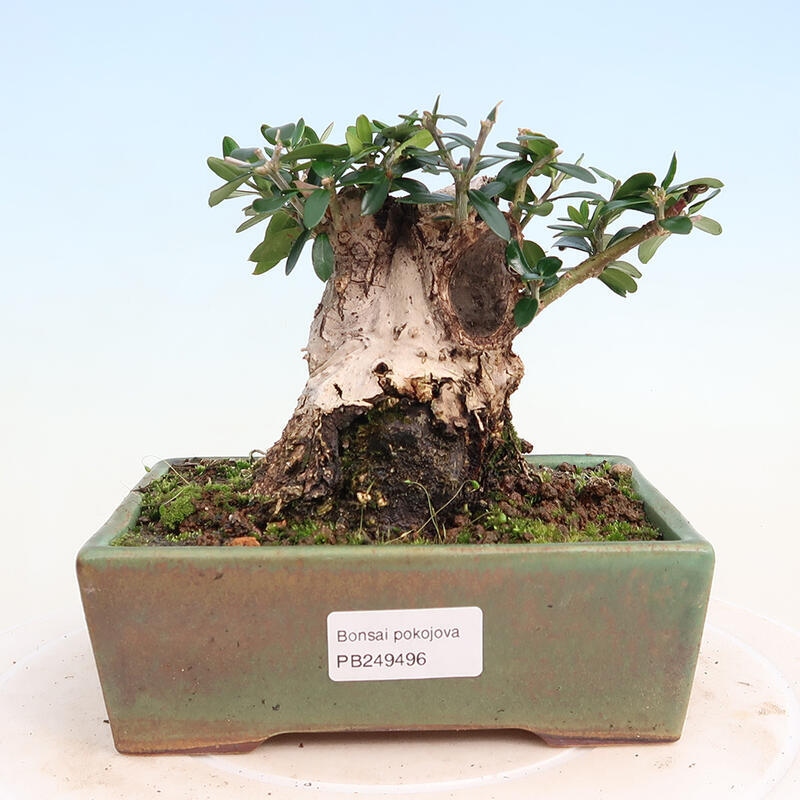 Zimmerbonsai – Olea europaea sylvestris – Kleinblättrige europäische Olive