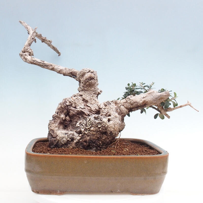 Zimmerbonsai – Olea europaea sylvestris – Kleinblättrige europäische Olive