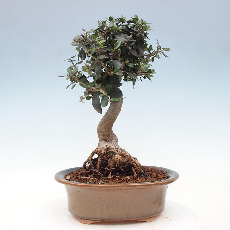 Indoor-Bonsai - Olea europaea sylvestris - Europäisches kleinblättriges Olivenöl