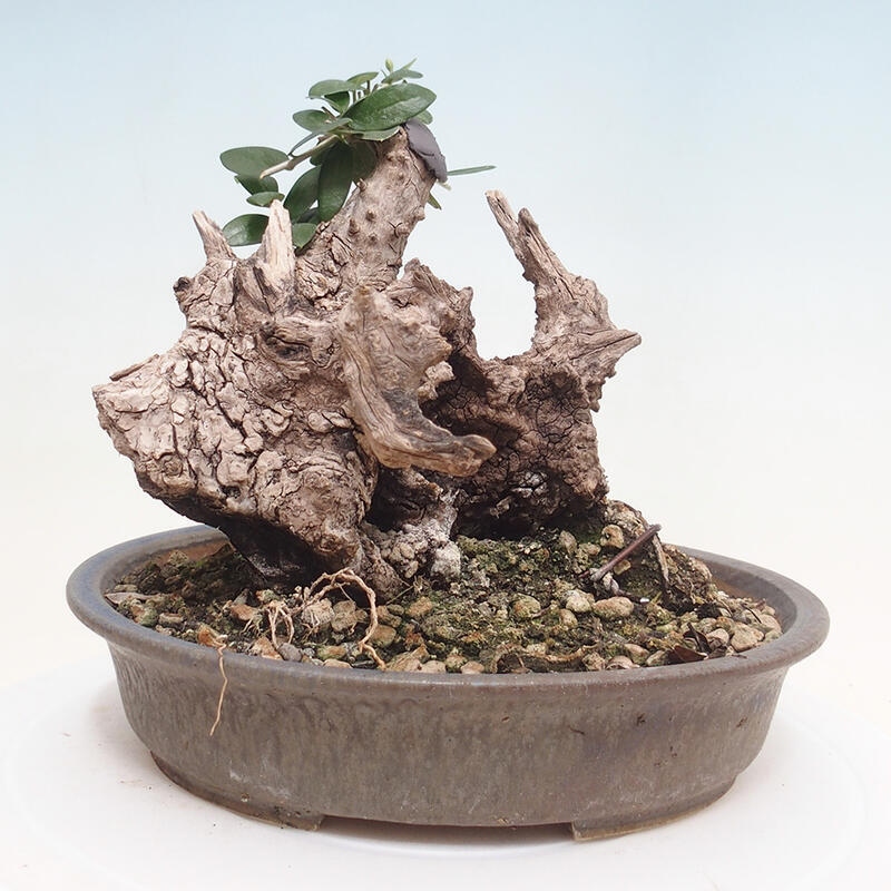 Indoor-Bonsai - Olea europaea sylvestris - Europäisches kleinblättriges Olivenöl