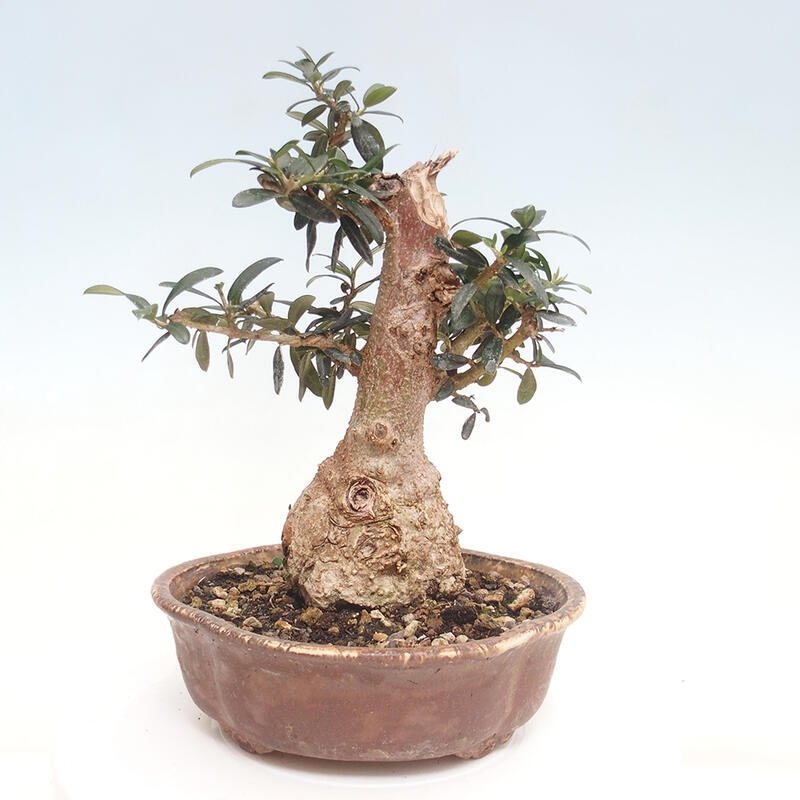 Indoor-Bonsai - Olea europaea sylvestris - Europäisches kleinblättriges Olivenöl