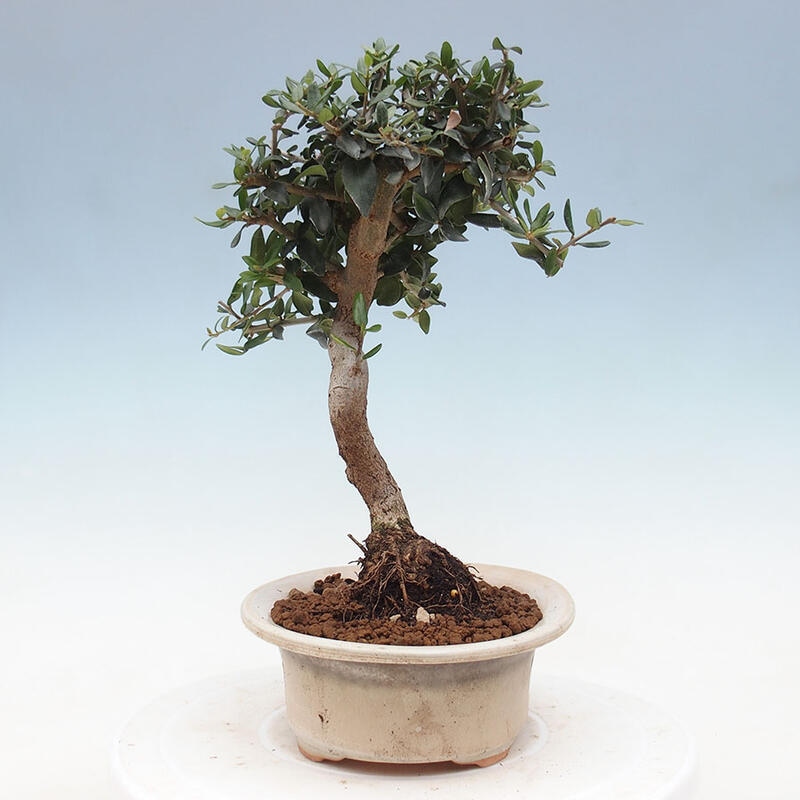 Indoor-Bonsai - Olea europaea sylvestris - Europäisches kleinblättriges Olivenöl