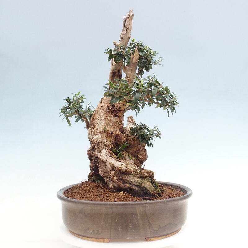 Zimmerbonsai – Olea europaea sylvestris – Kleinblättrige europäische Olive