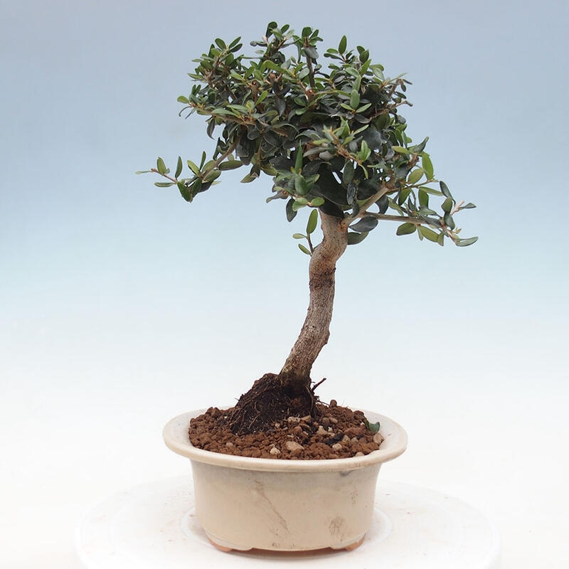 Indoor-Bonsai - Olea europaea sylvestris - Europäisches kleinblättriges Olivenöl