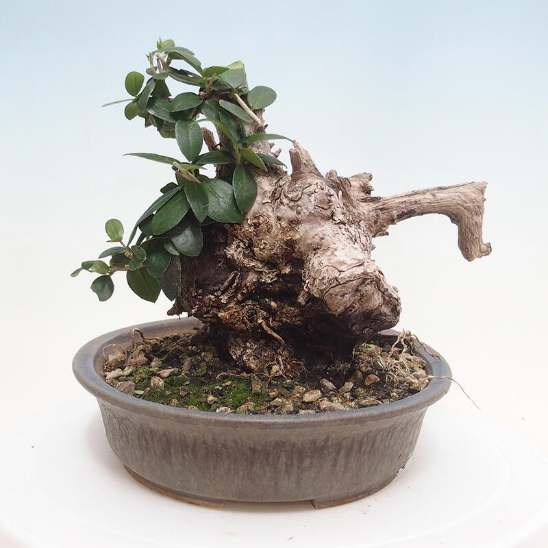 Indoor-Bonsai - Olea europaea sylvestris - Europäisches kleinblättriges Olivenöl