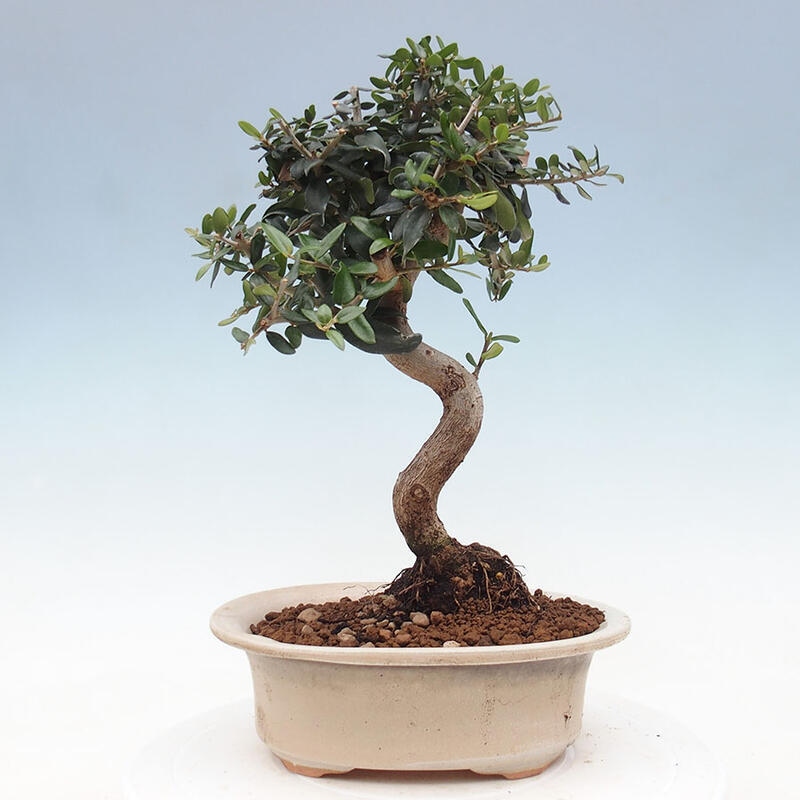 Indoor-Bonsai - Olea europaea sylvestris - Europäisches kleinblättriges Olivenöl