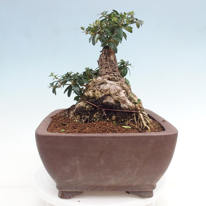 Zimmerbonsai – Olea europaea sylvestris – Kleinblättrige europäische Olive