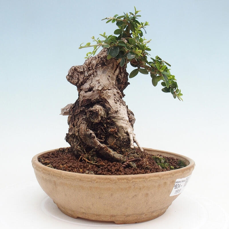 Zimmerbonsai – Olea europaea sylvestris – Kleinblättrige europäische Olive