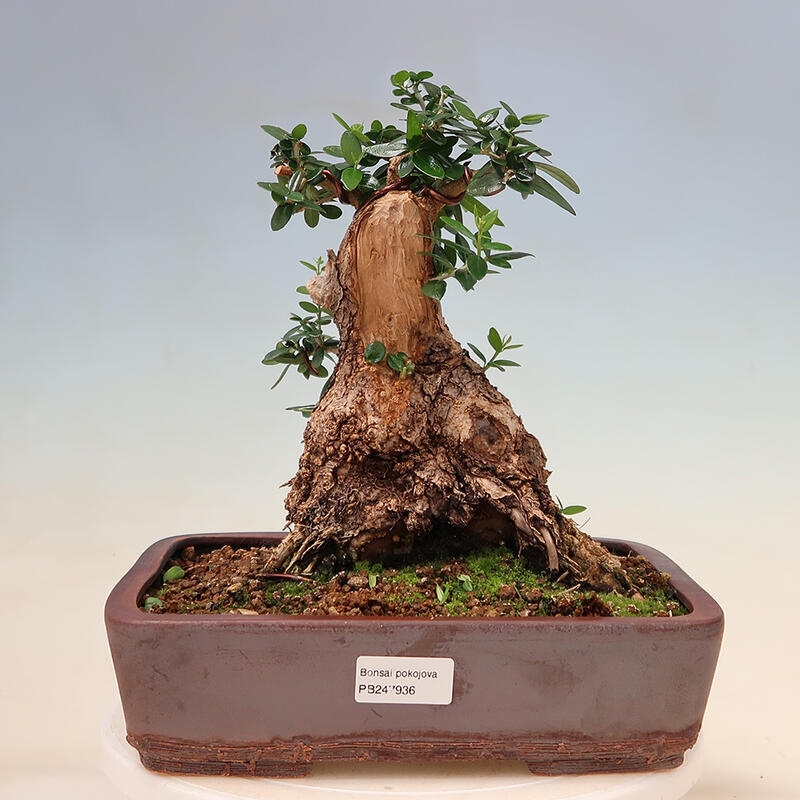 Indoor-Bonsai - Olea europaea sylvestris - Europäisches kleinblättriges Olivenöl