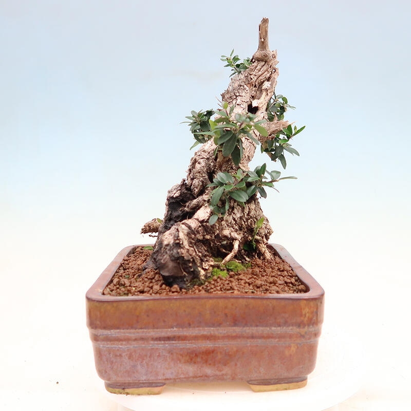 Zimmerbonsai – Olea europaea sylvestris – Kleinblättrige europäische Olive