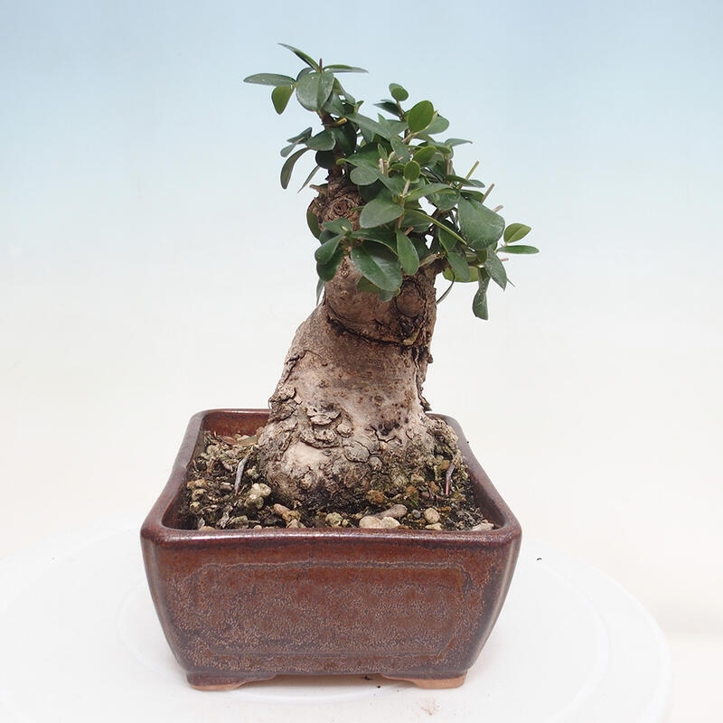 Indoor-Bonsai - Olea europaea sylvestris - Europäisches kleinblättriges Olivenöl