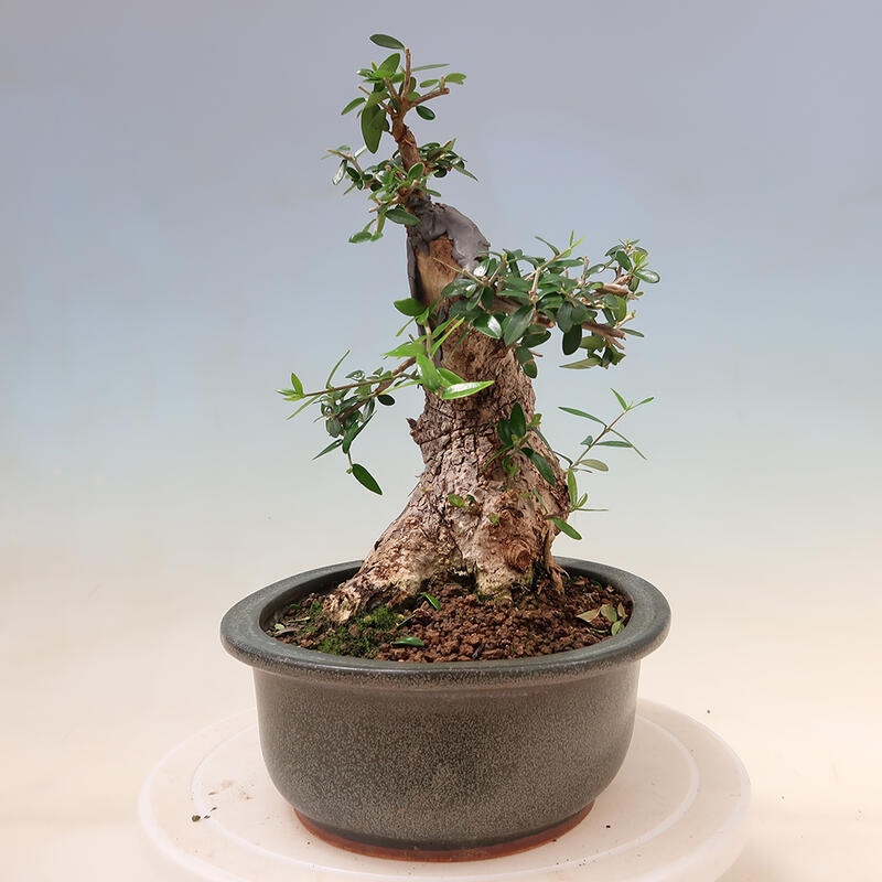 Indoor-Bonsai - Olea europaea sylvestris - Europäisches kleinblättriges Olivenöl