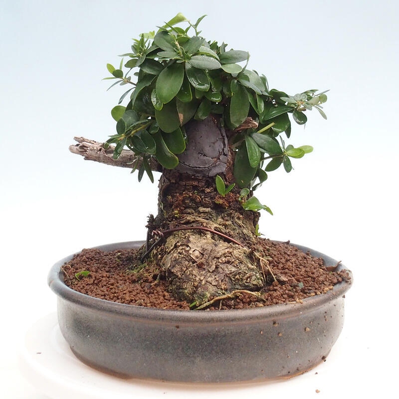 Zimmerbonsai – Olea europaea sylvestris – Kleinblättrige europäische Olive