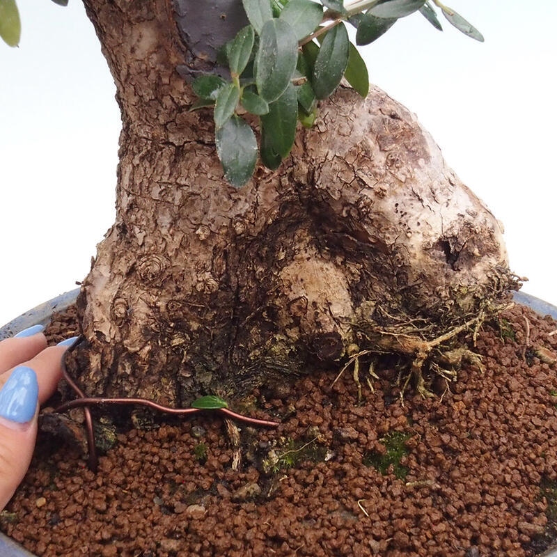 Zimmerbonsai – Olea europaea sylvestris – Kleinblättrige europäische Olive