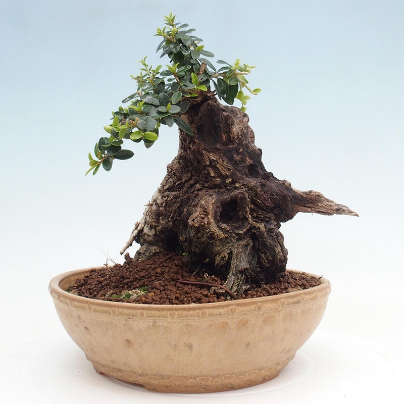 Zimmerbonsai – Olea europaea sylvestris – Kleinblättrige europäische Olive