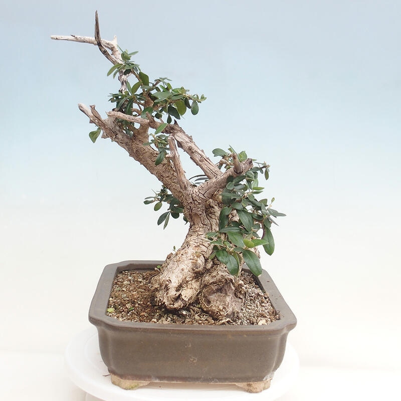 Indoor-Bonsai - Olea europaea sylvestris - Europäisches kleinblättriges Olivenöl