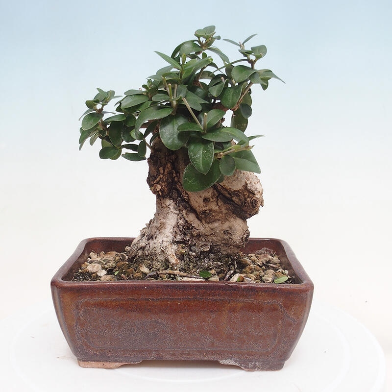 Indoor-Bonsai - Olea europaea sylvestris - Europäisches kleinblättriges Olivenöl