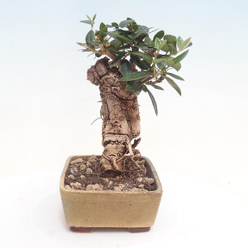 Indoor-Bonsai - Olea europaea sylvestris - Europäisches kleinblättriges Olivenöl