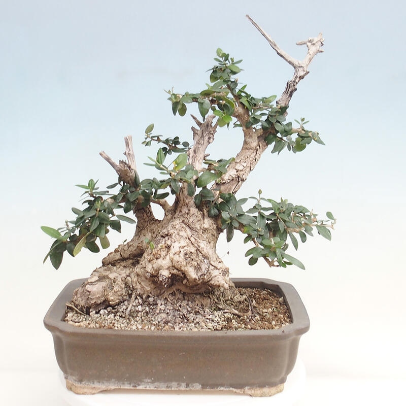 Indoor-Bonsai - Olea europaea sylvestris - Europäisches kleinblättriges Olivenöl