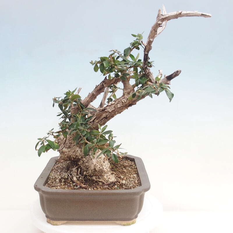 Indoor-Bonsai - Olea europaea sylvestris - Europäisches kleinblättriges Olivenöl