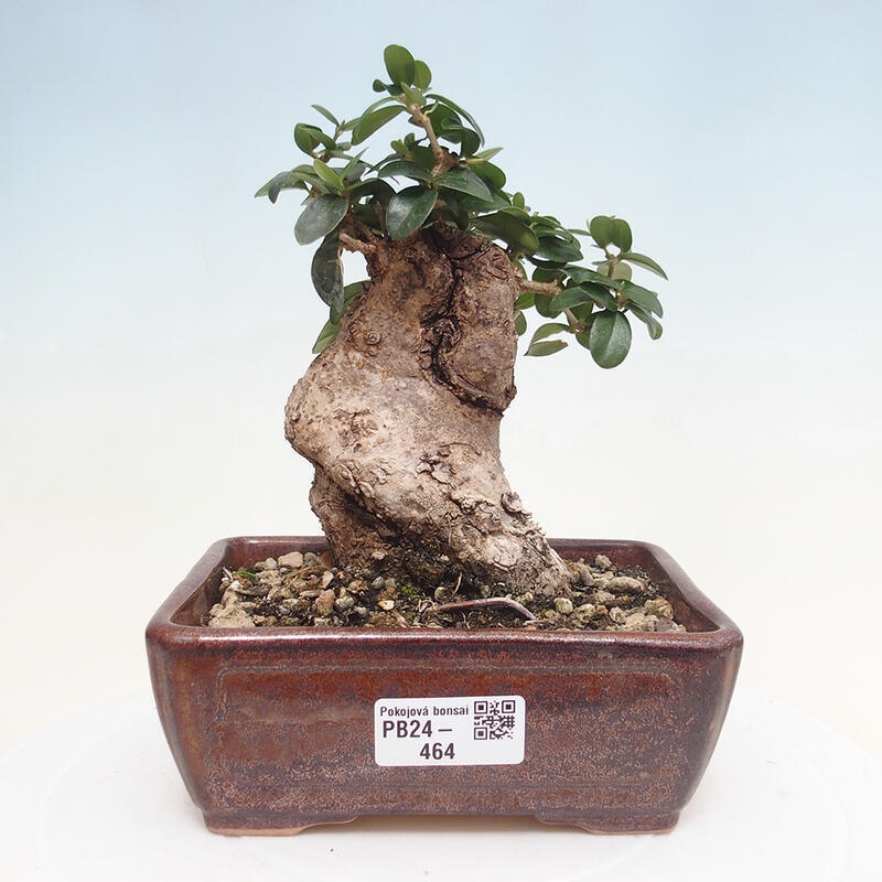 Indoor-Bonsai - Olea europaea sylvestris - Europäisches kleinblättriges Olivenöl