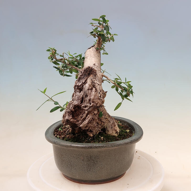 Indoor-Bonsai - Olea europaea sylvestris - Europäisches kleinblättriges Olivenöl