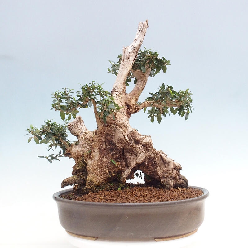 Zimmerbonsai – Olea europaea sylvestris – Kleinblättrige europäische Olive